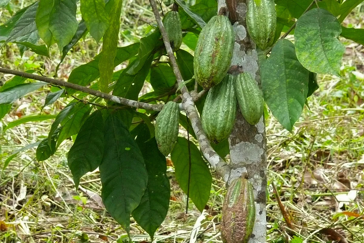 Visita a finca de café y cacao (imagen de archivo de la red)